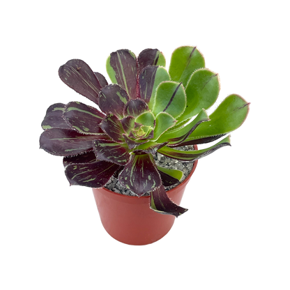 Aeonium 'Big Bang'