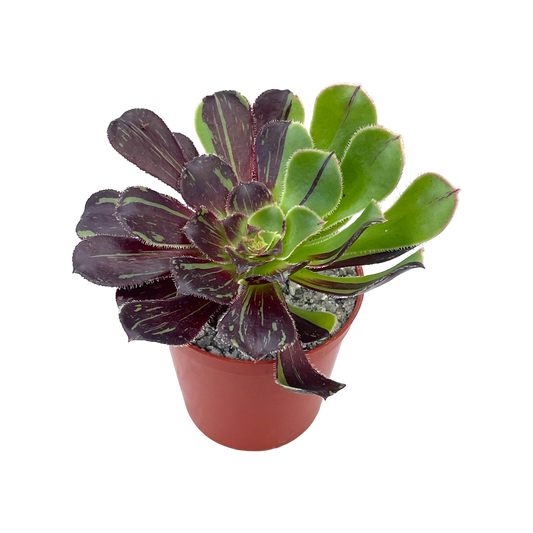 Aeonium 'Big Bang'