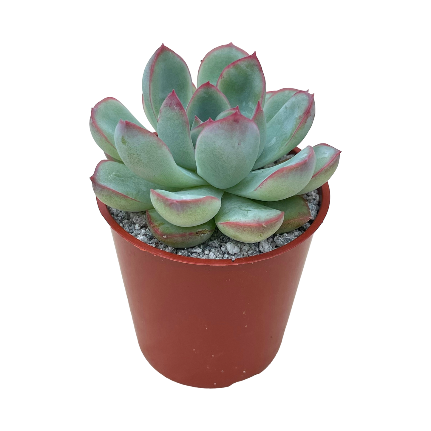 Echeveria 'Ileene'