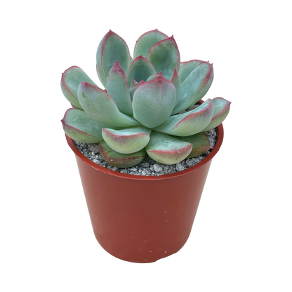 Echeveria 'Ileene'