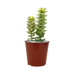 Crassula perforata variegata