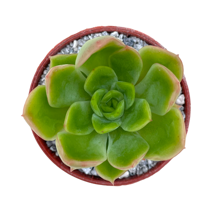 Echeveria pertela