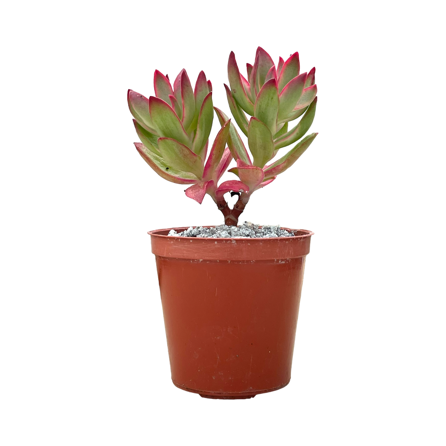 Crassula 'Candy Cane'