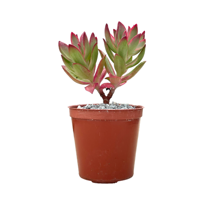 Crassula 'Candy Cane'