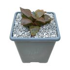 Haworthia comptoniana 'Crystal'