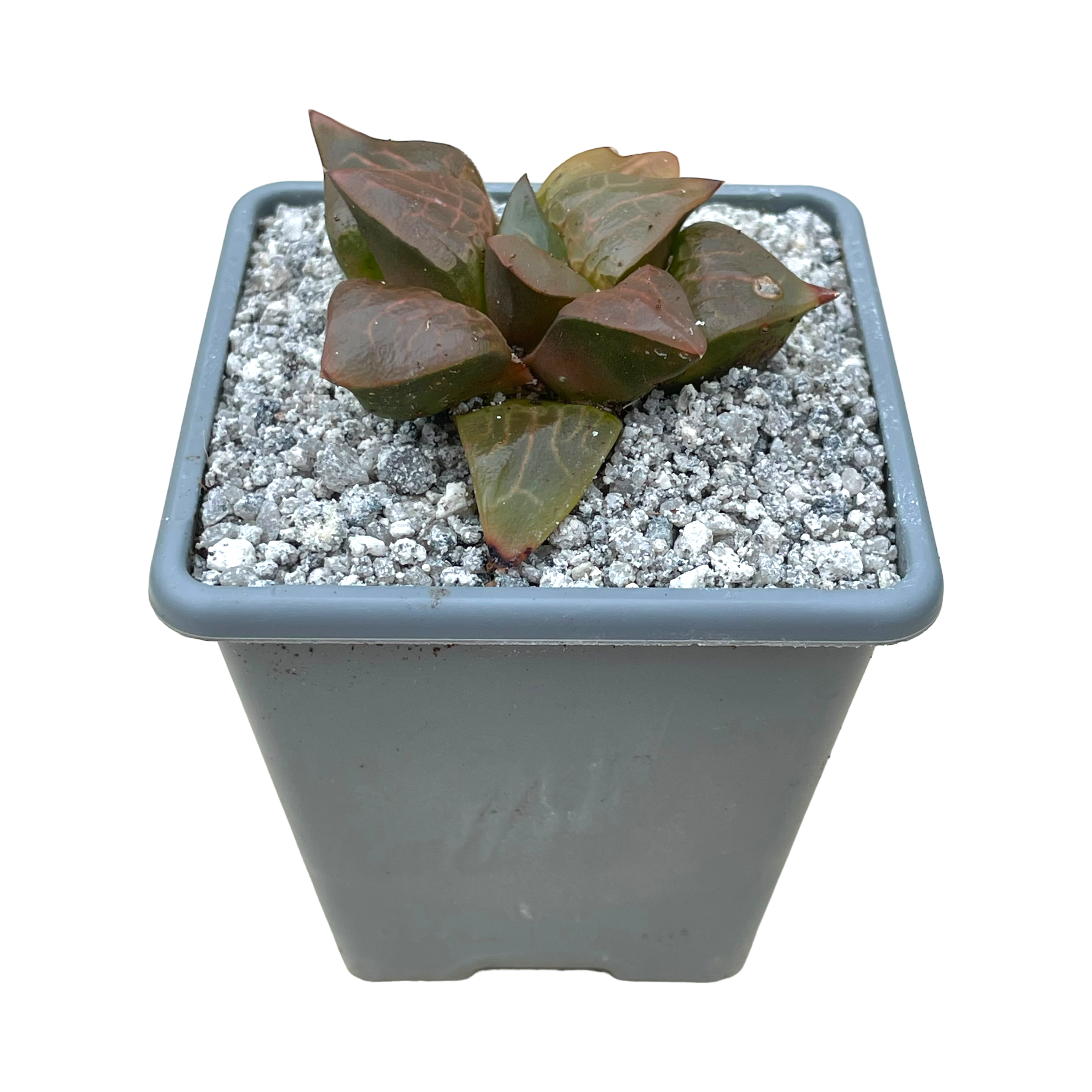 Haworthia comptoniana 'Crystal'