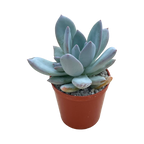 x Pachyveria 'Powder Puff'