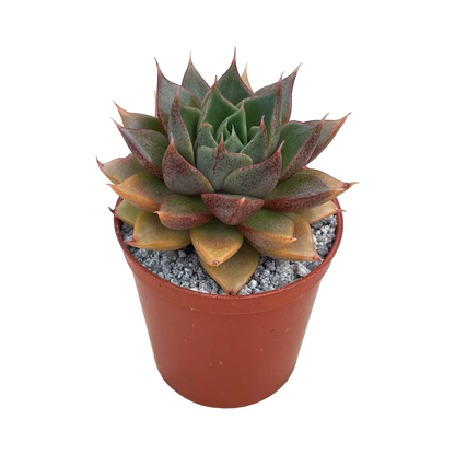 Echeveria 'Shark Skin'