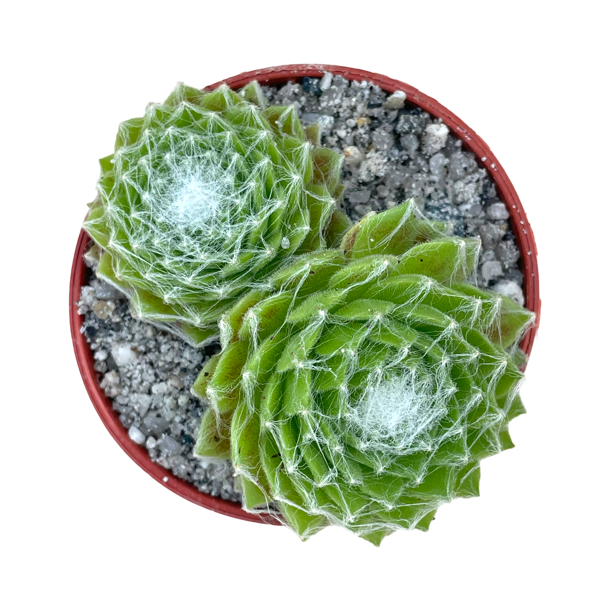 superthrive succulents Sempervivum 'Superdome' – Surreal Succulents