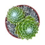 Sempervivum 'Superdome'