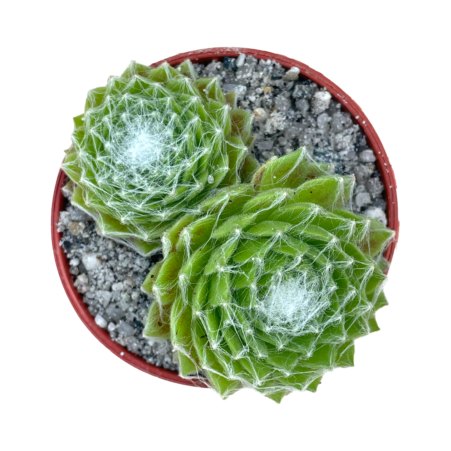 Sempervivum 'Superdome'