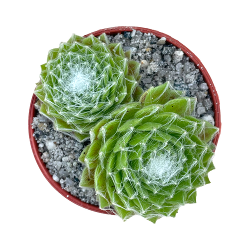 センペルビウム'エクスカリバー' – Surreal Succulents