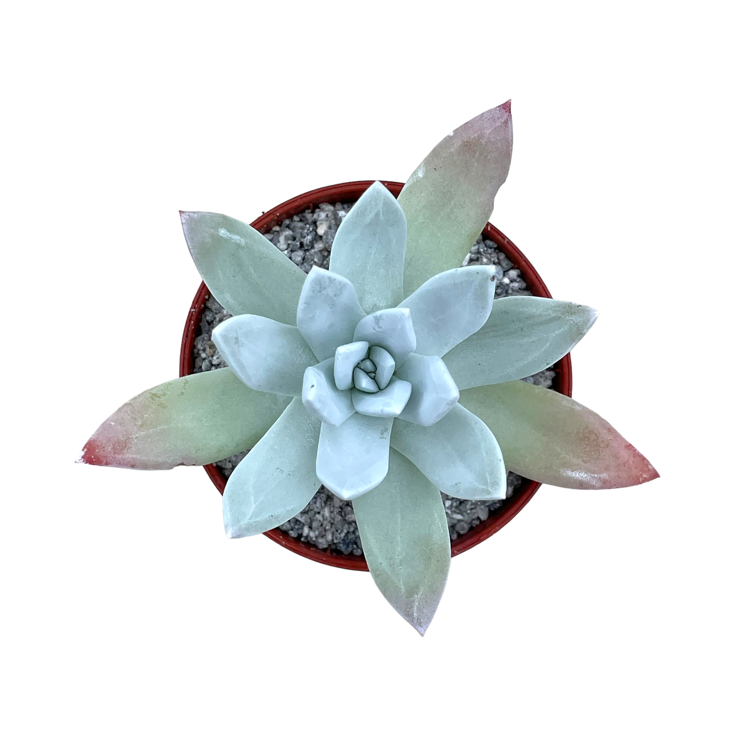 Dudleya greenei