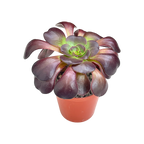 Aeonium 'Fire Glow'