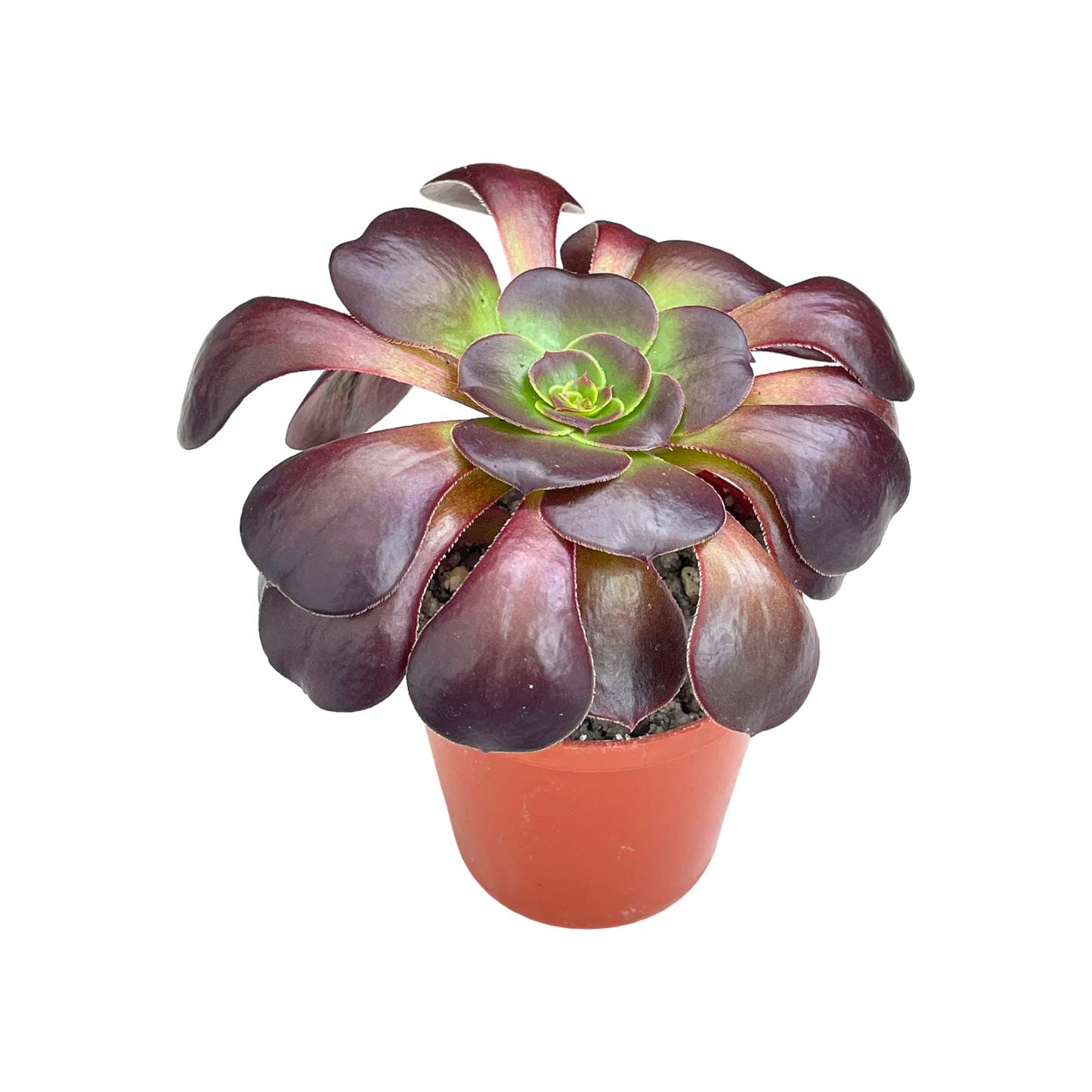 Aeonium 'Fire Glow'