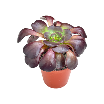 Aeonium 'Fire Glow'