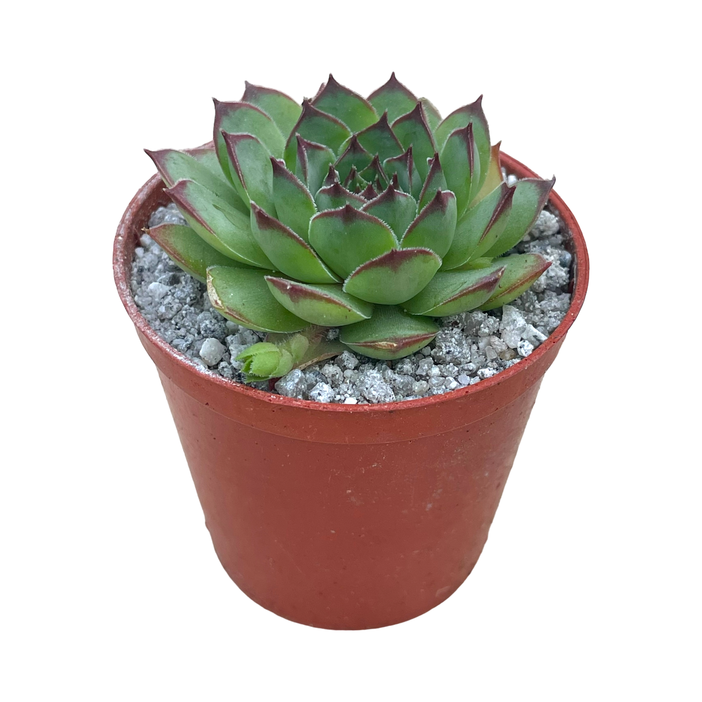 Sempervivum tectorum 'Triste'