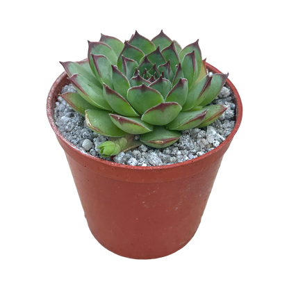 Sempervivum tectorum 'Triste'