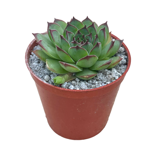 Sempervivum tectorum 'Triste'