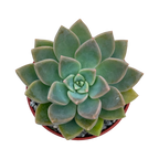 x Graptoveria 'Acaulis'