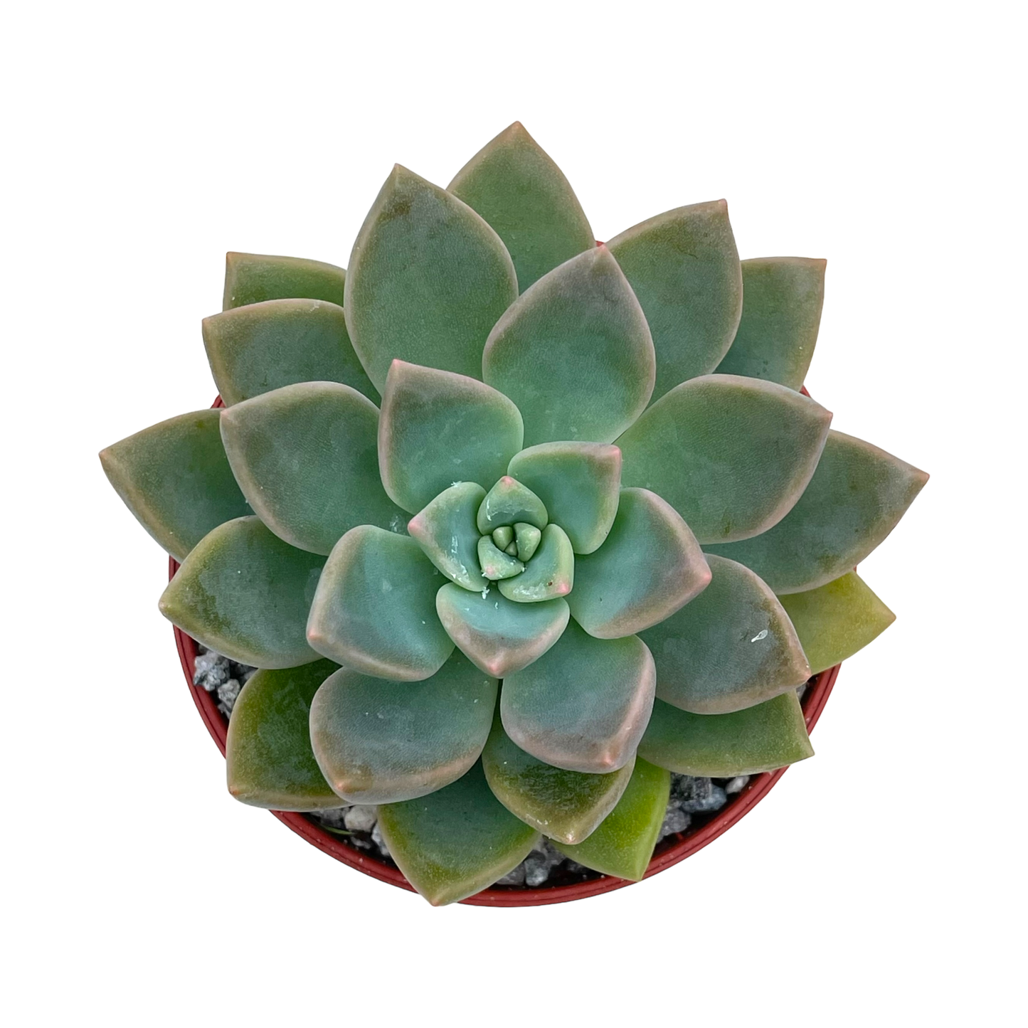 x Graptoveria 'Acaulis'