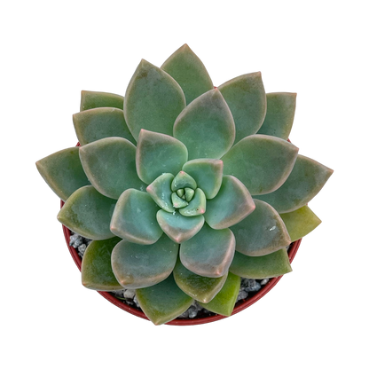 x Graptoveria 'Acaulis'