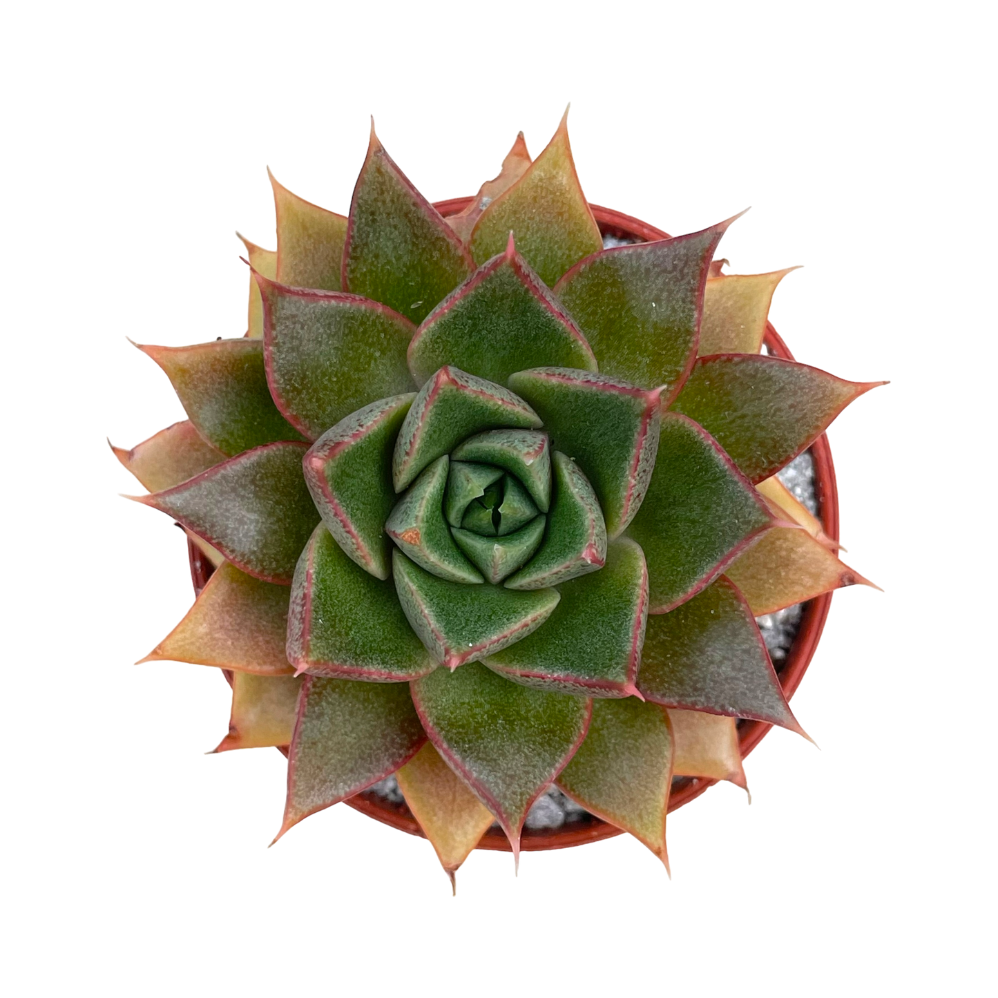 Echeveria 'Shark Skin'