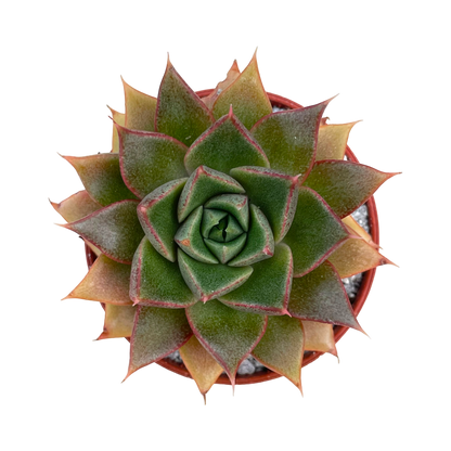 Echeveria 'Shark Skin'