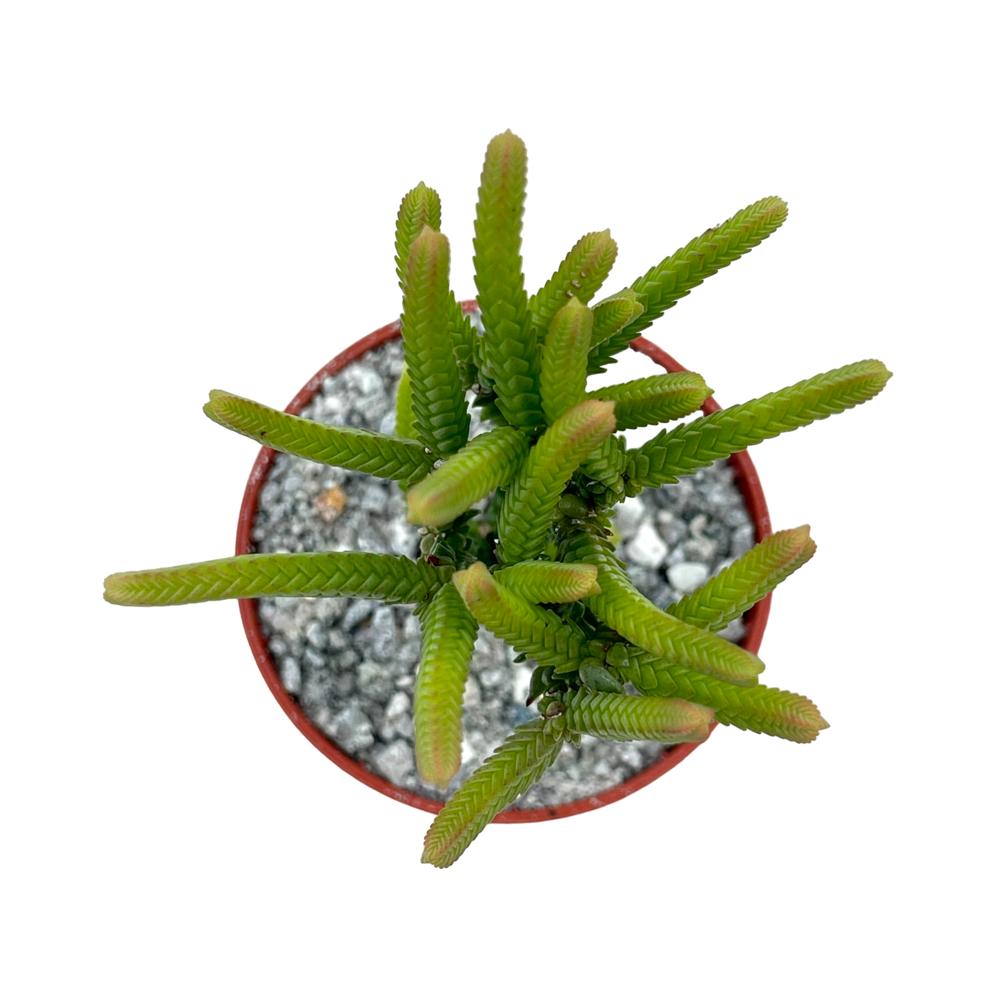 Crassula muscosa