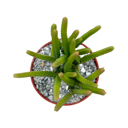 Crassula muscosa