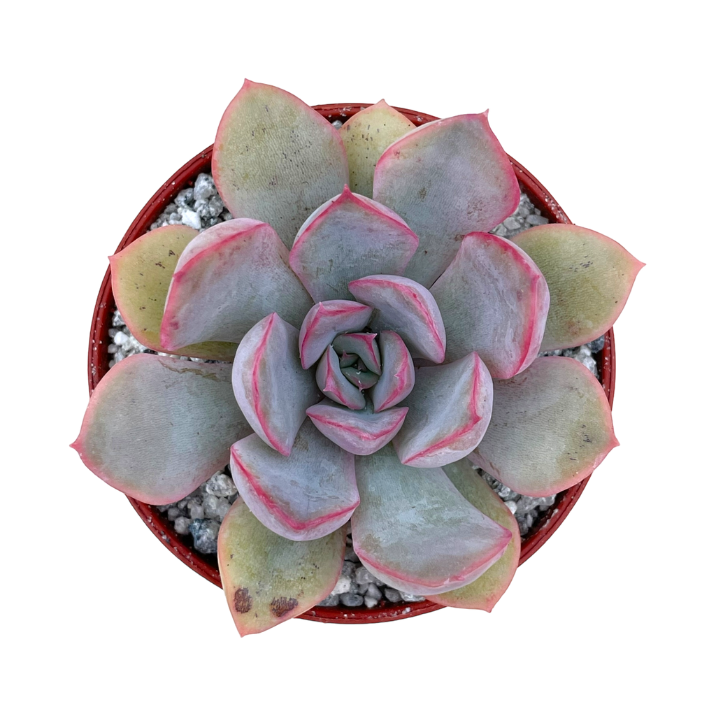 Echeveria 'Hercules'