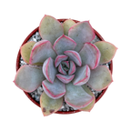 Echeveria 'Hercules'