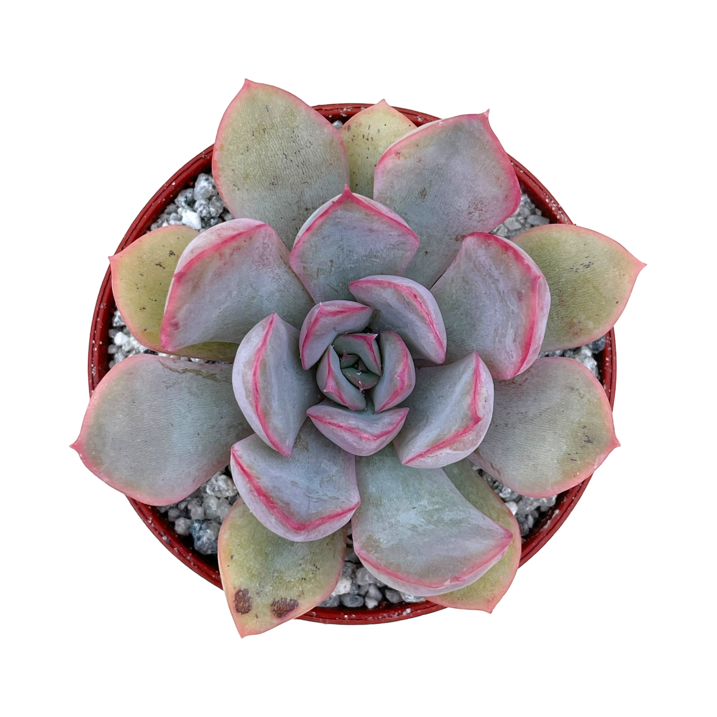 Echeveria 'Hercules'