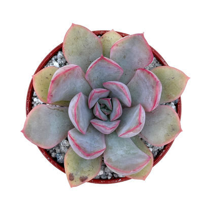 Echeveria 'Hercules'