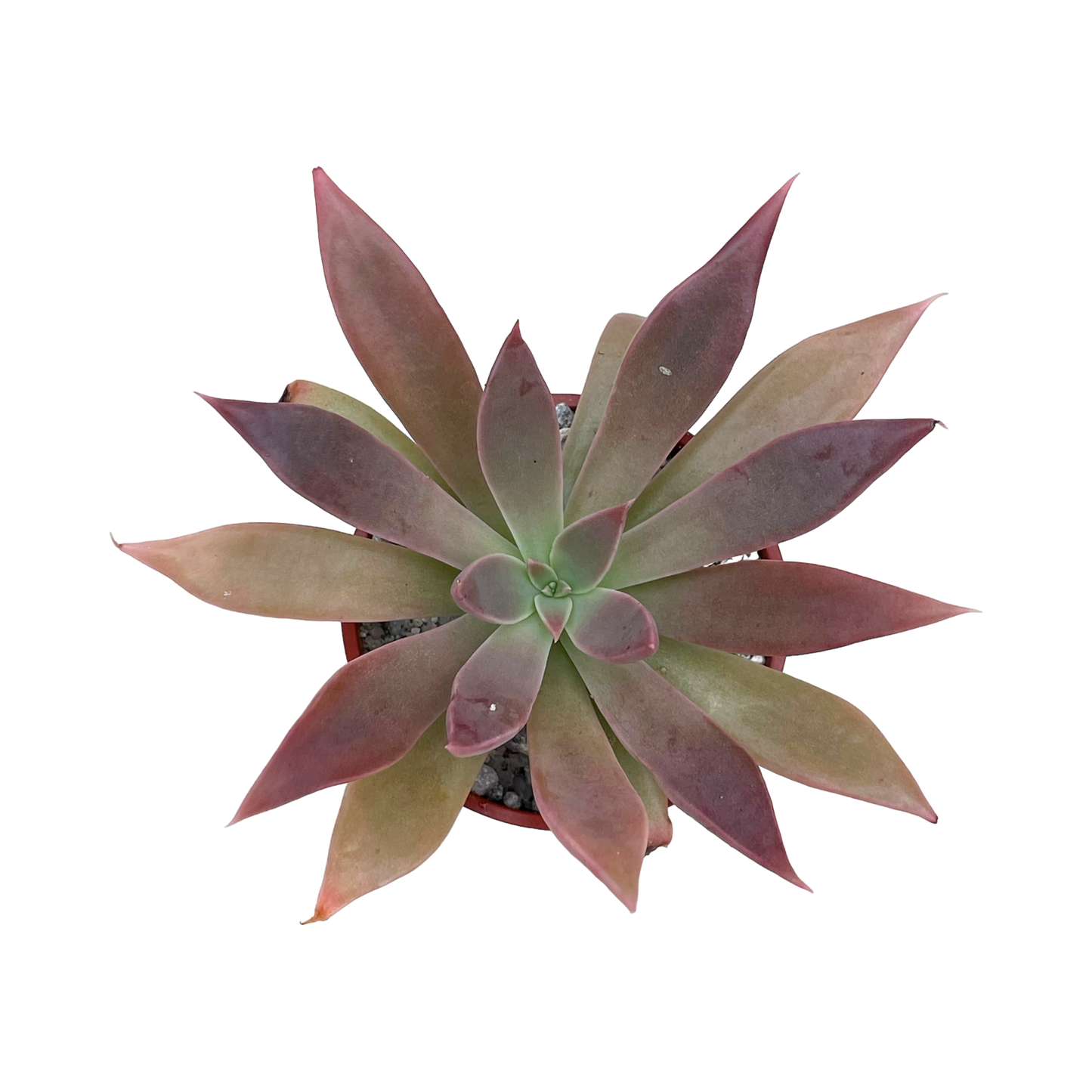 Echeveria 'Serrana'