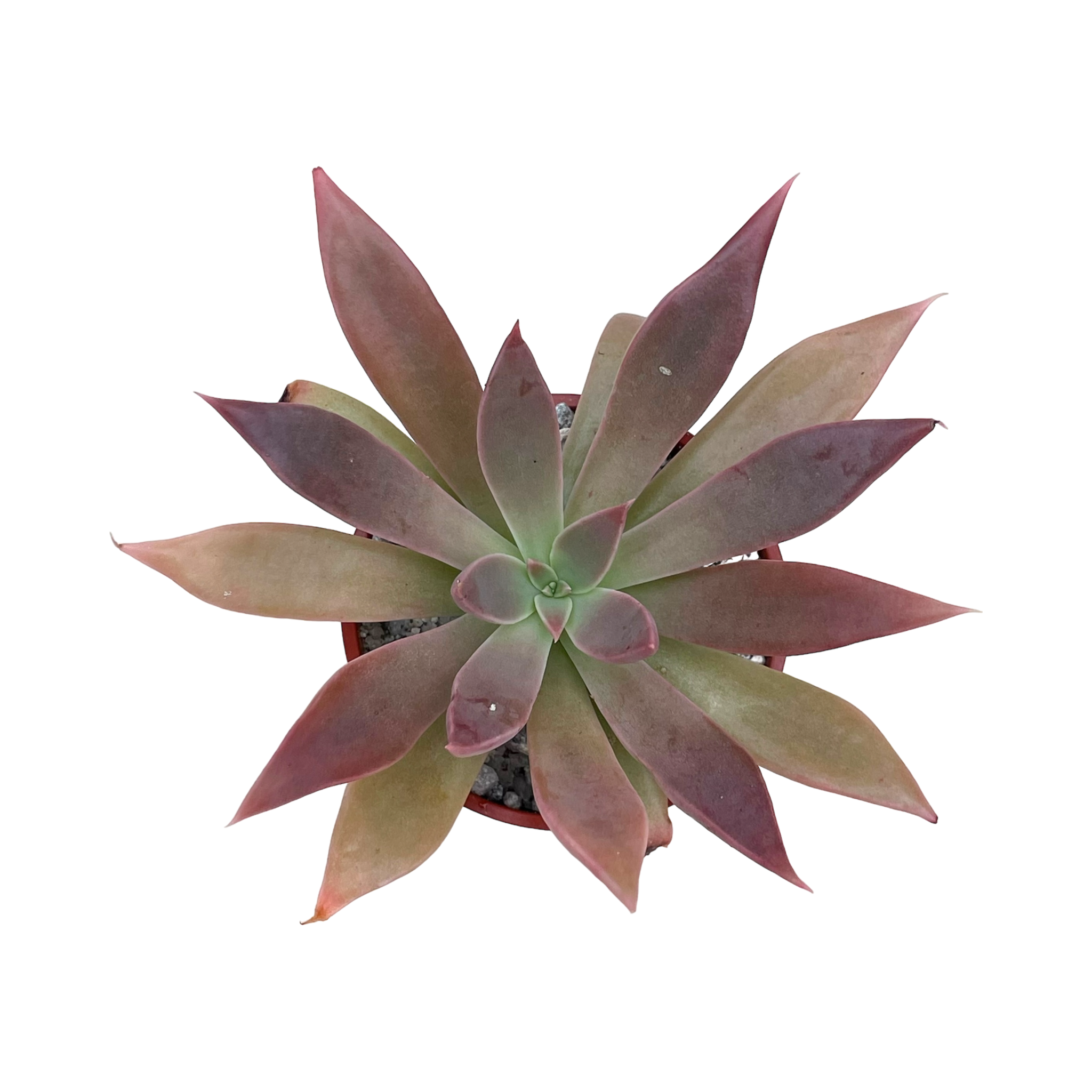 Echeveria 'Serrana'