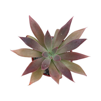 Echeveria 'Serrana'