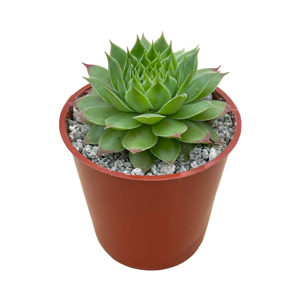 Sempervivum 'Mulberry Wine'