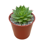 Sempervivum 'Mulberry Wine'