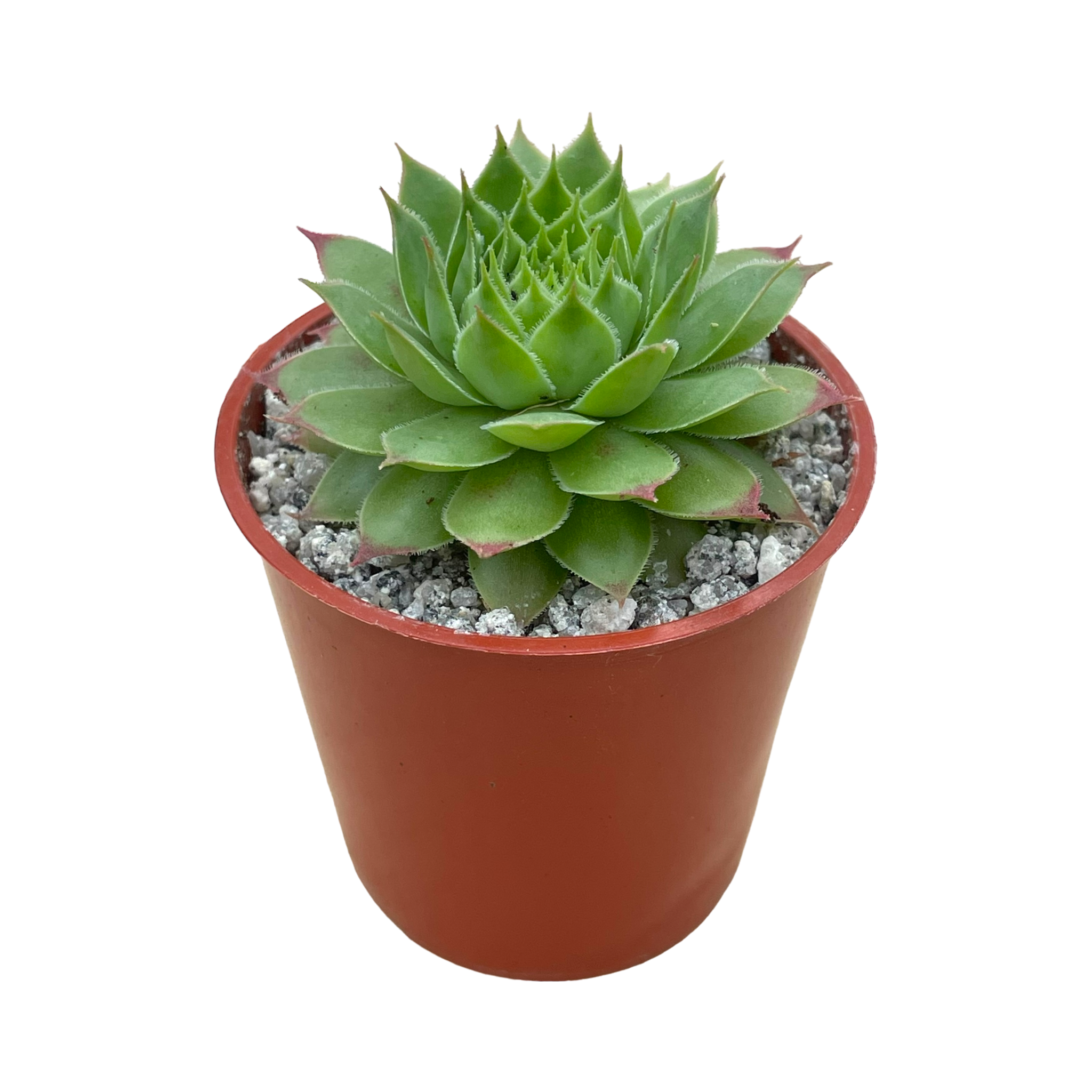 Sempervivum 'Mulberry Wine'