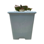 Haworthia comptoniana 'Crystal'