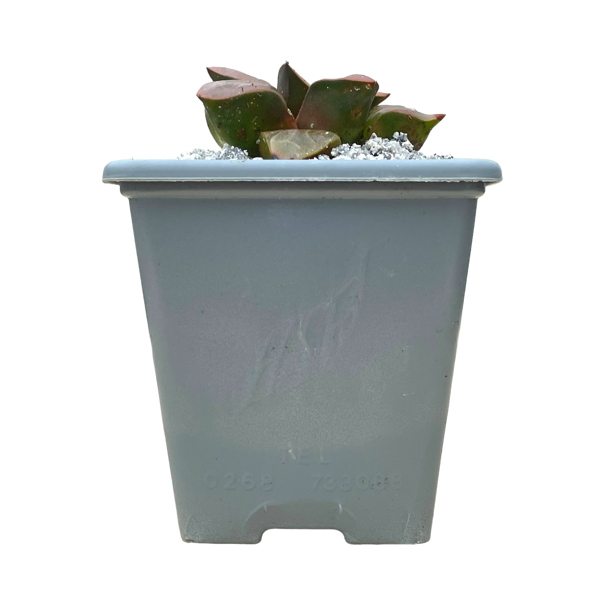 Haworthia comptoniana 'Crystal'