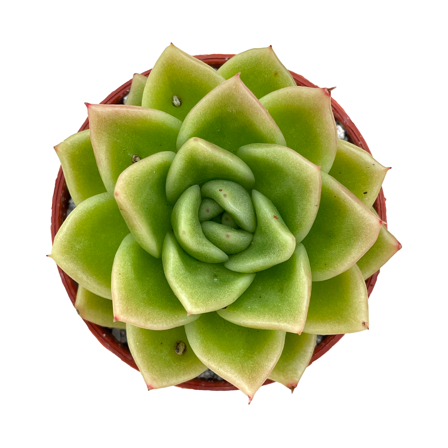 Echeveria 'Crystal Maze'