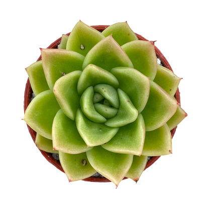 Echeveria 'Crystal Maze'