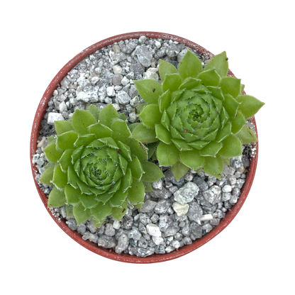 Sempervivum ingwersenii