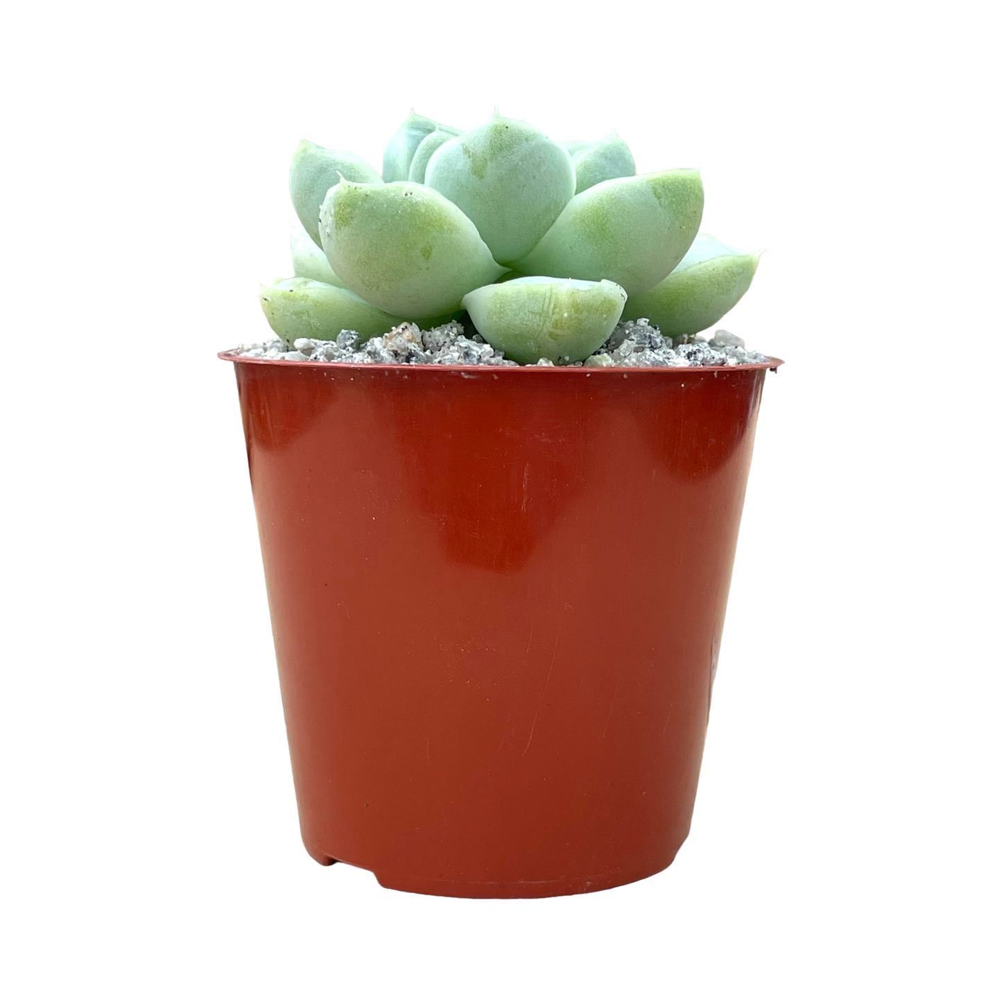 Echeveria albicans