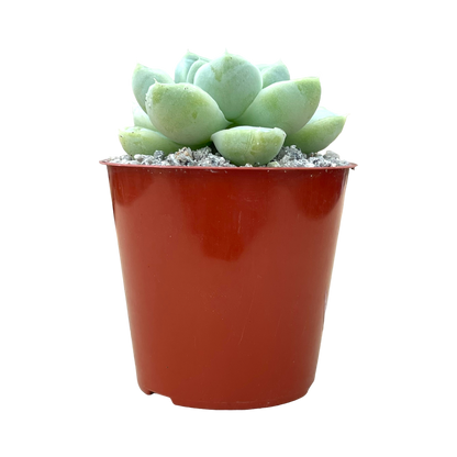 Echeveria albicans