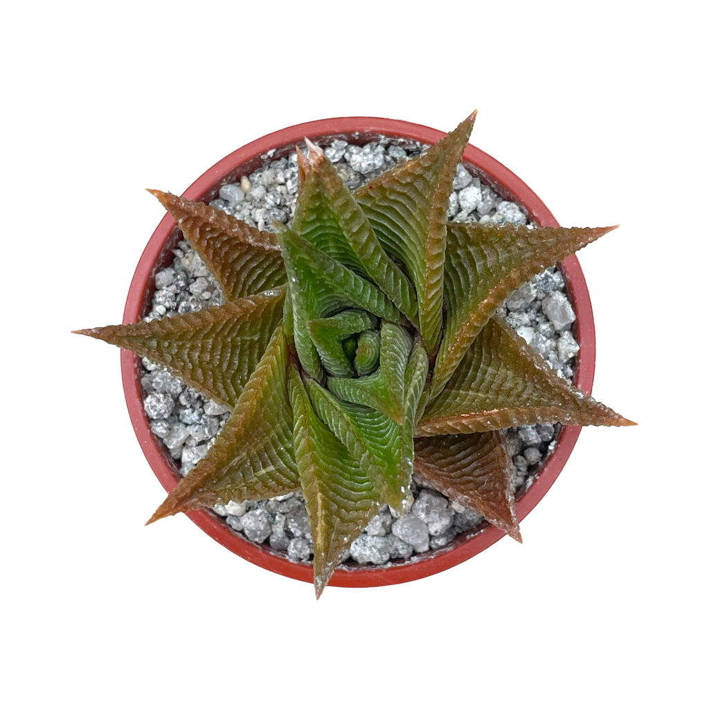 Haworthia limifolia