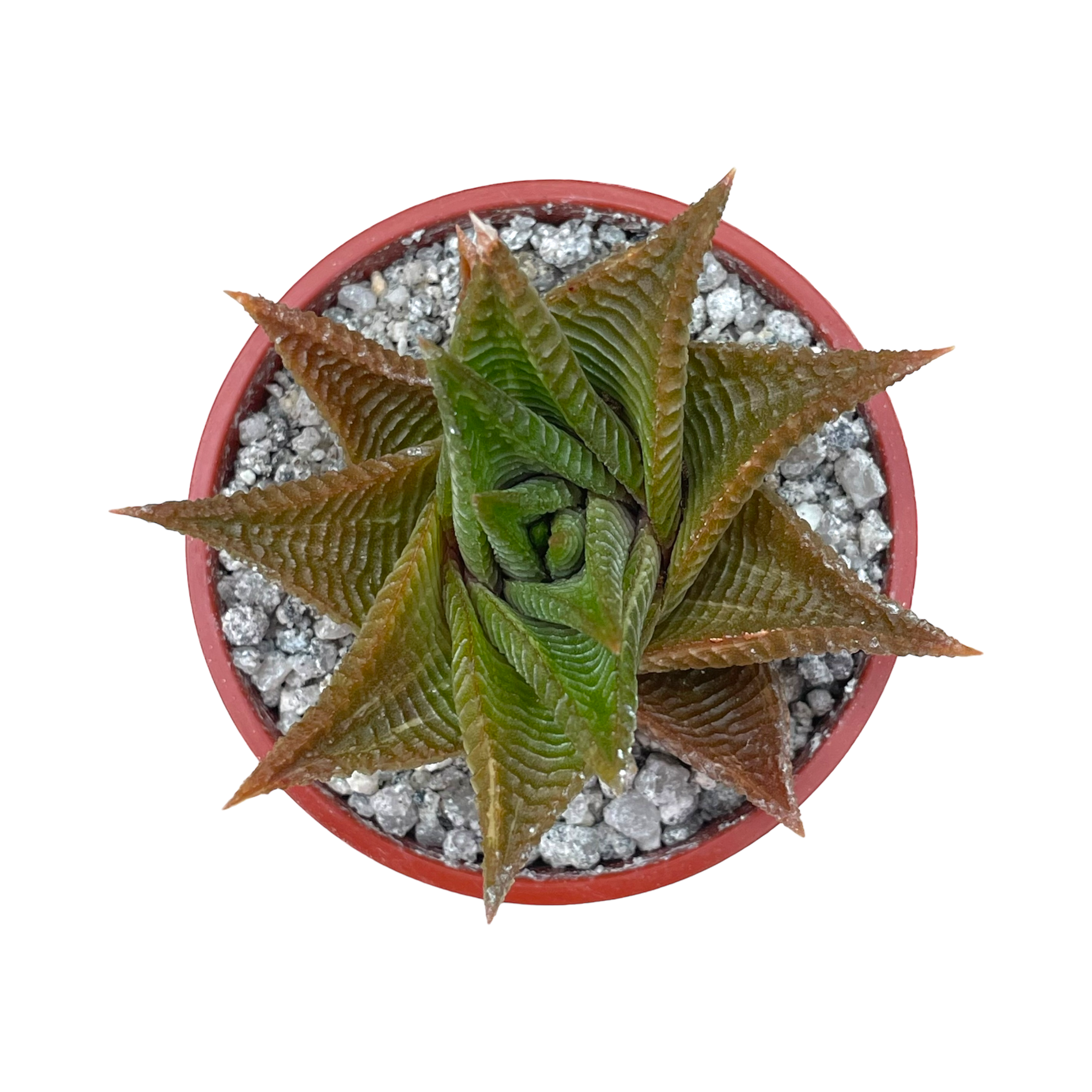 Haworthia limifolia