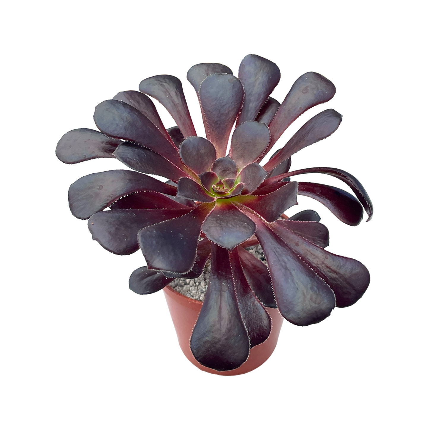 Aeonium 'Schwarzkopf'